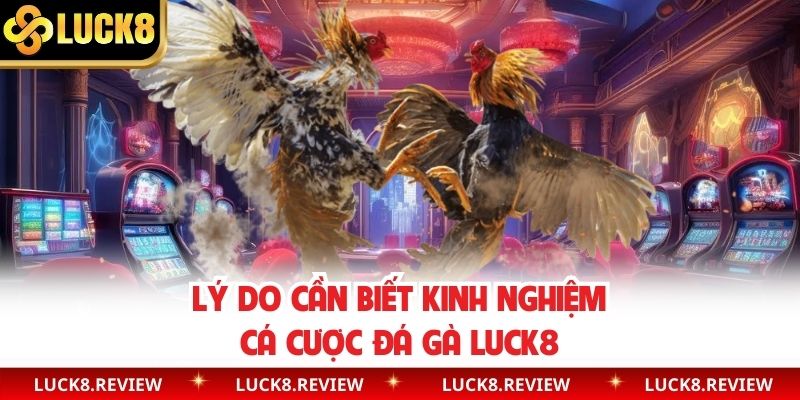 Lý do cần biết kinh nghiệm cá cược đá gà Luck8